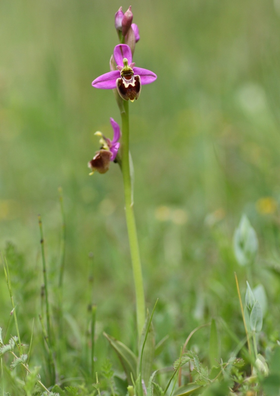 Ophrys apifera x Ophrys tenthredinifera neglecta  maggio 2014 in provincia di Potenza.